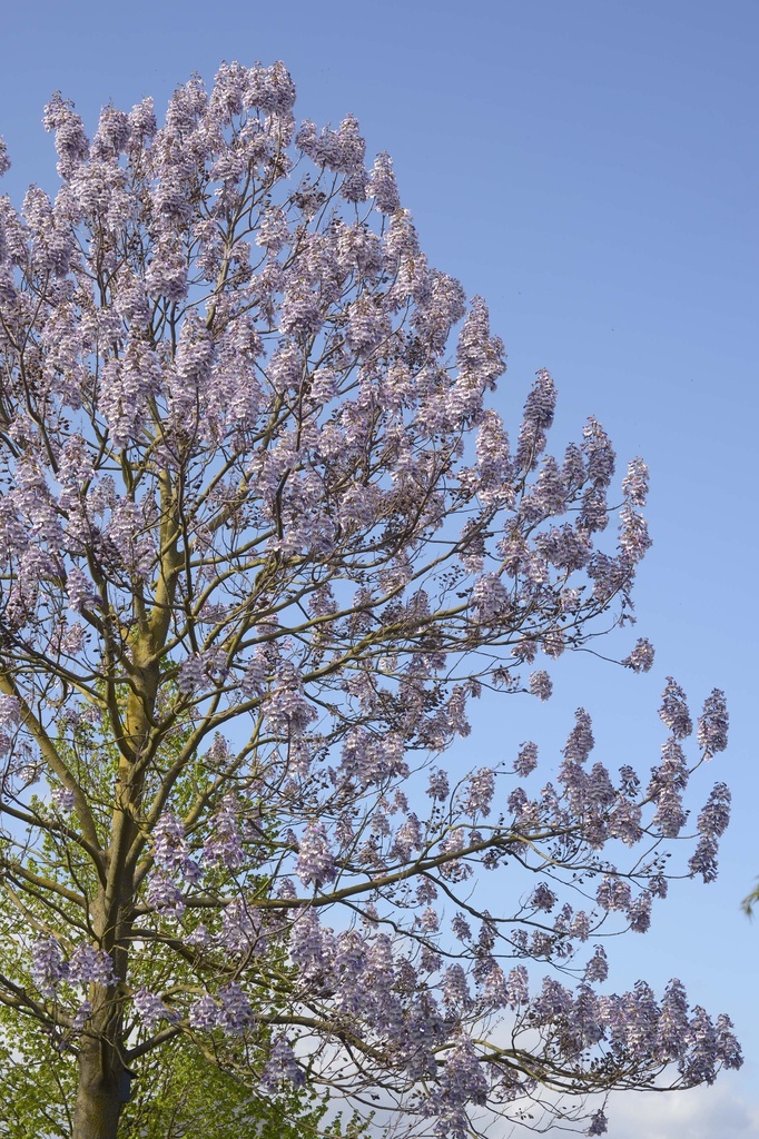 PAULOWNIA FORTUNEI FAST BLUE®