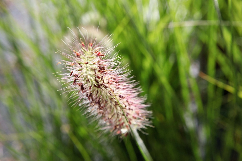 [xx] PENNISETUM VIRIDESCENS (Pot 3 litres, 40-60 cm)
