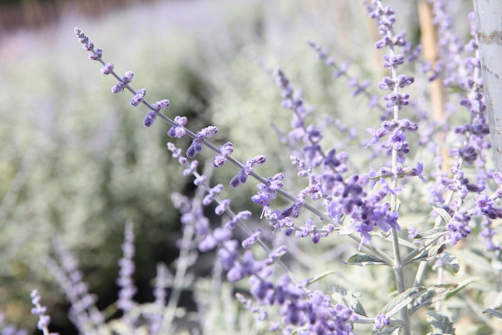[xx] PEROVSKIA ATRIPLICIFOLIA SILVERY BLUE (Pot 3 liter, 30-40 cm)
