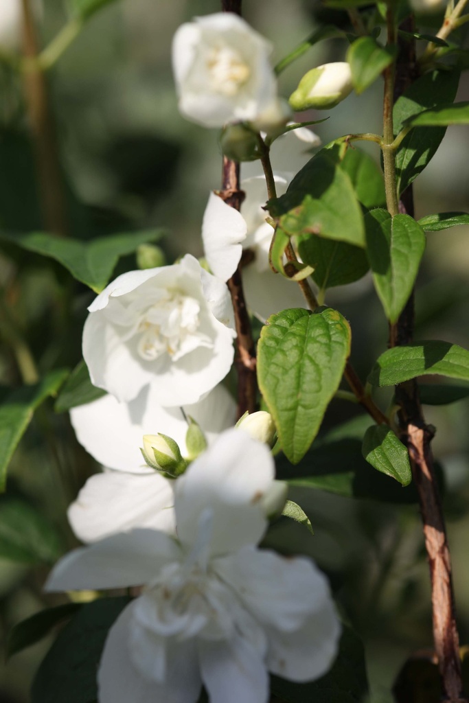 PHILADELPHUS 'BELLE ETOILE'