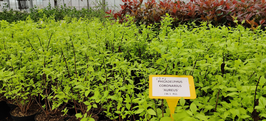 [PCAU3C] PHILADELPHUS CORONARIUS 'AUREUS' (Pot 3 liter, 30-40 cm)