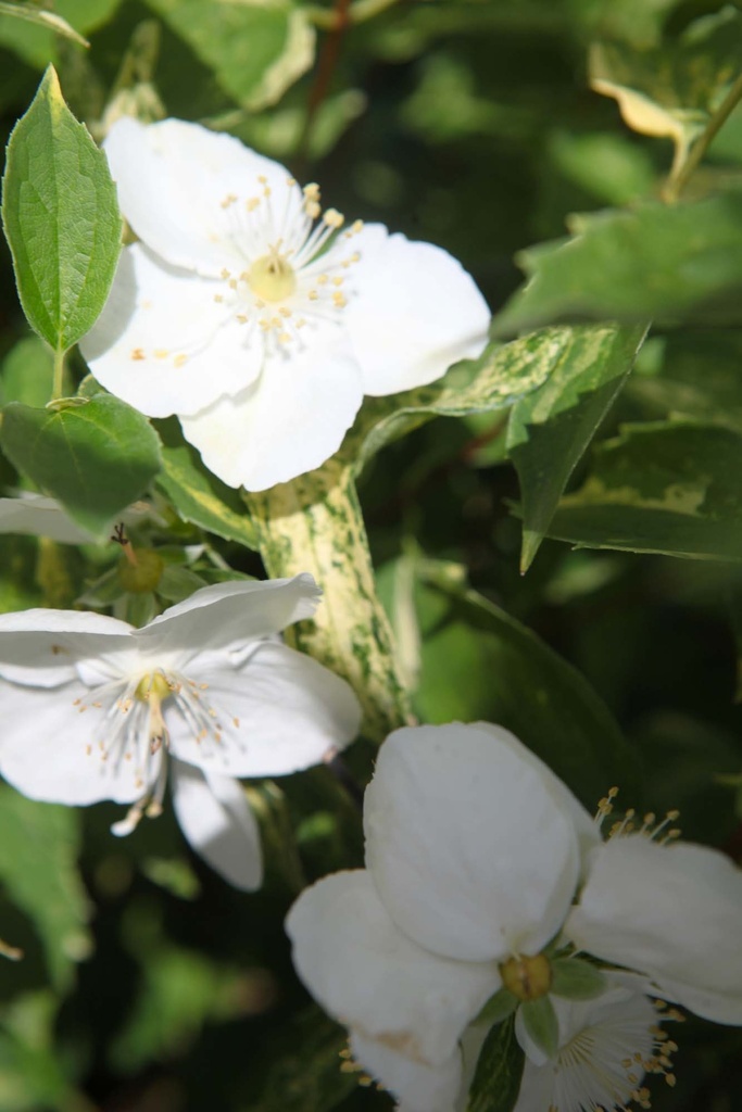 PHILADELPHUS 'INNOCENCE'