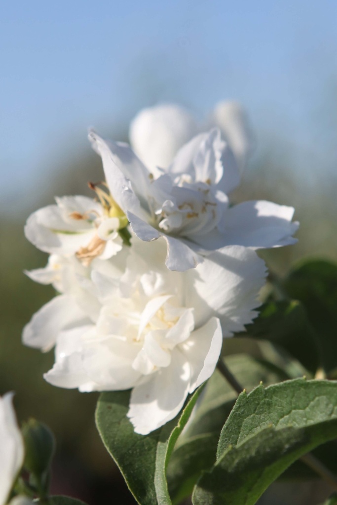 [xx] PHILADELPHUS 'MINNESOTA SNOWFLAKE' (Pot 3 liter, 40-50 cm)
