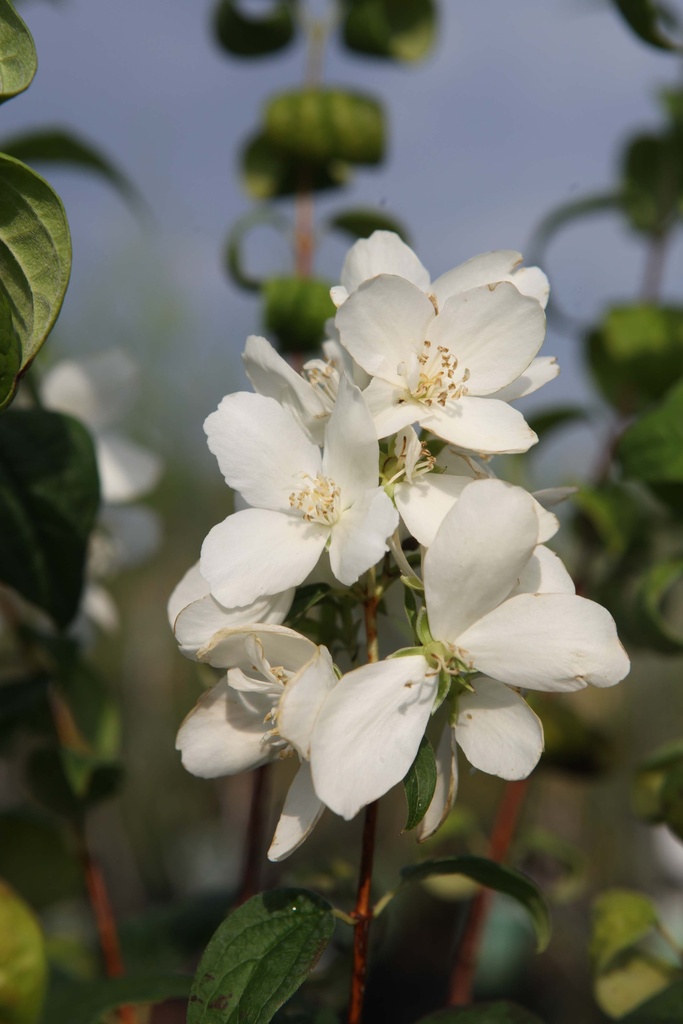 [xx] PHILADELPHUS 'SNOW DWARF (LITTLE WHITE LOVE®)' (Pot 3 liter, 30-40 cm)