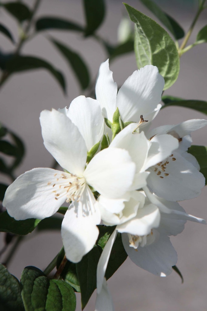 [xx] PHILADELPHUS 'SNOWBELLE' (Pot 3 litres, 50-60 cm)