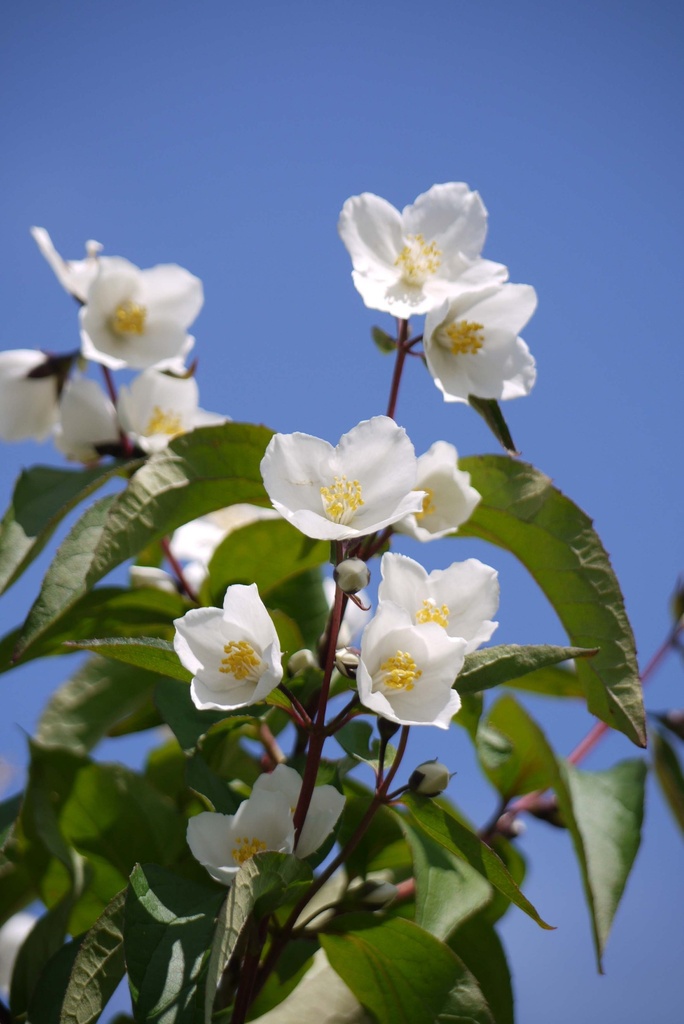 PHILADELPHUS 'STARBRIGHT'