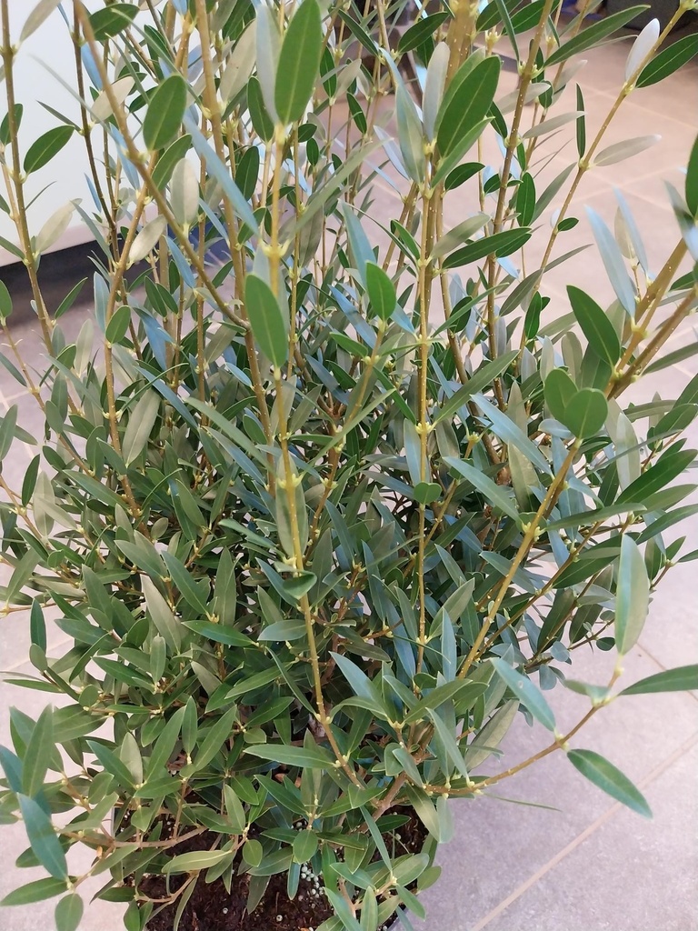 [PAN40] PHILLYREA ANGUSTIFOLIA (Pot 3 litres, 30-40 cm)