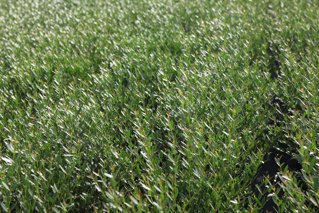 PHILLYREA ANGUSTIFOLIA