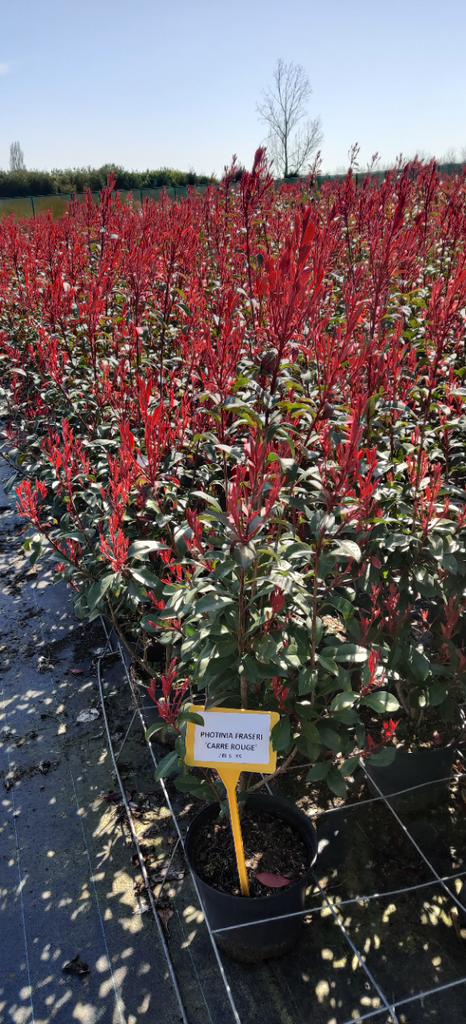 [PFCRO30] PHOTINIA FRASERI 'CARRÉ ROUGE' (Pot 3 liter, 30-40 cm)