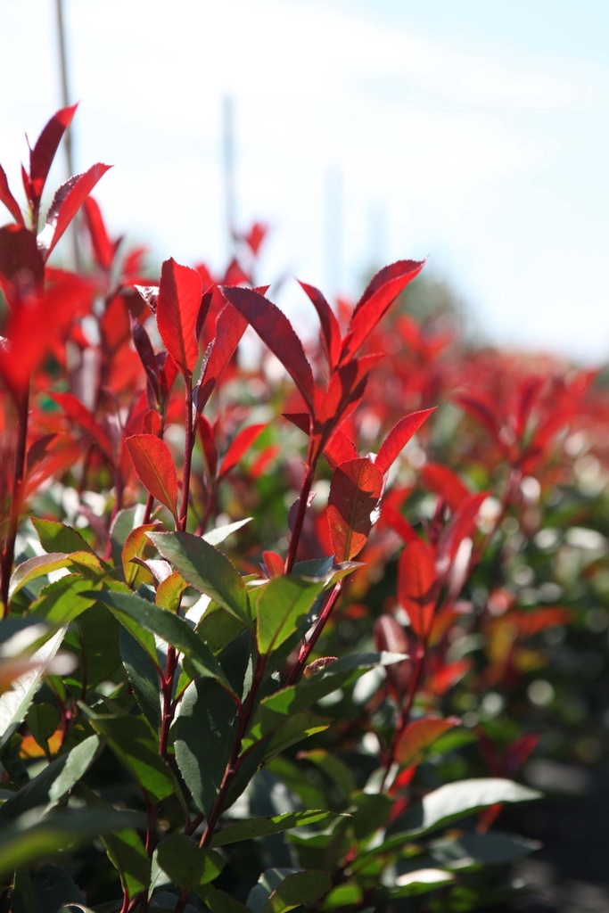 PHOTINIA FRASERI 'CARRÉ ROUGE'