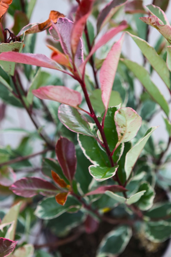 PHOTINIA FRASERI LOUISE