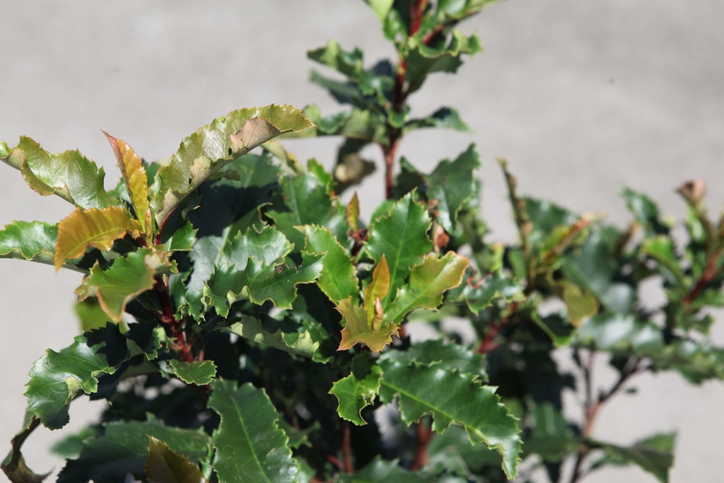 [xx] PHOTINIA SERRATIFOLIA CRUNCHY (Pot 3 liter, 40-50 cm)