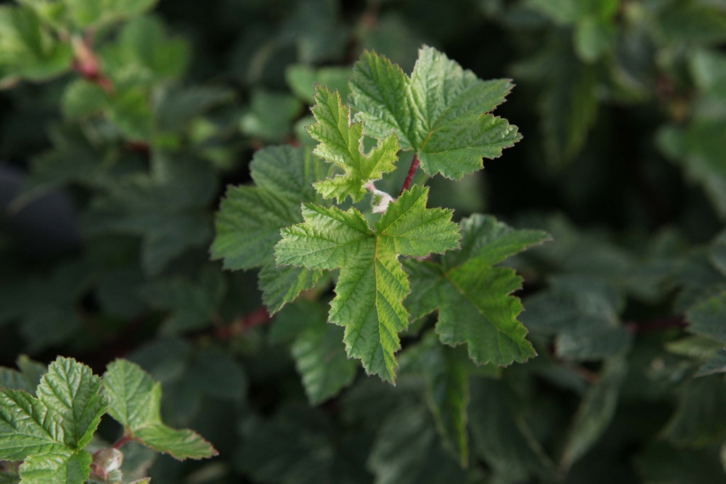 PHYSOCARPUS CAPITATUS 'TILDEN PARK'