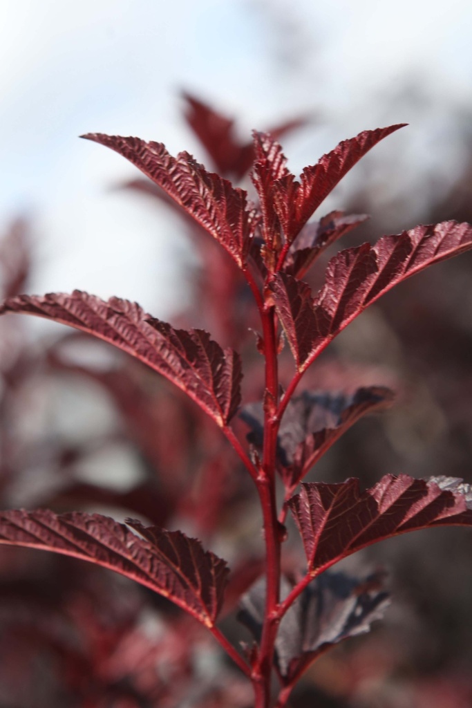 [xx] PHYSOCARPUS OPULIFOLIUS ALL BLACK (Pot 3 liter, 40-50 cm)