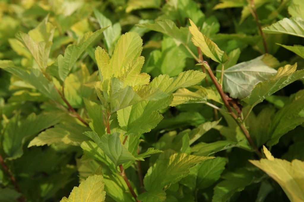 [xx] PHYSOCARPUS OPULIFOLIUS ANGEL GOLD (Pot 3 liter, 50-60 cm)