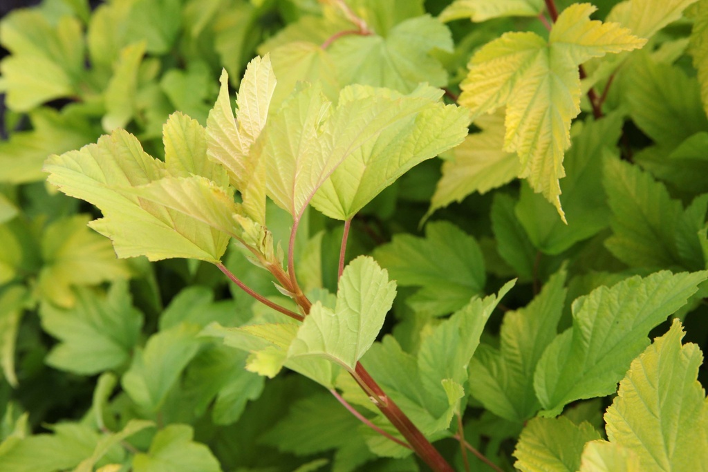 [xx] PHYSOCARPUS OPULIFOLIUS 'DART'S GOLD®' (Pot 3 liter, 50-60 cm)