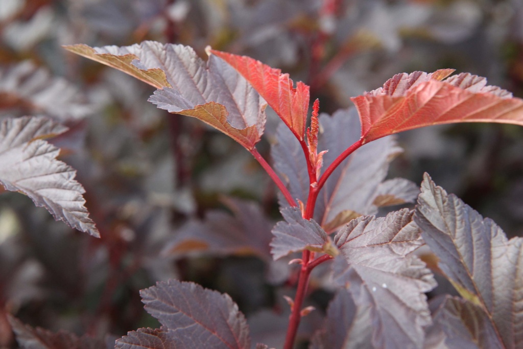 [xx] PHYSOCARPUS OPULIFOLIUS DIABLE D'OR® (Pot 3 liter, 50-60 cm)