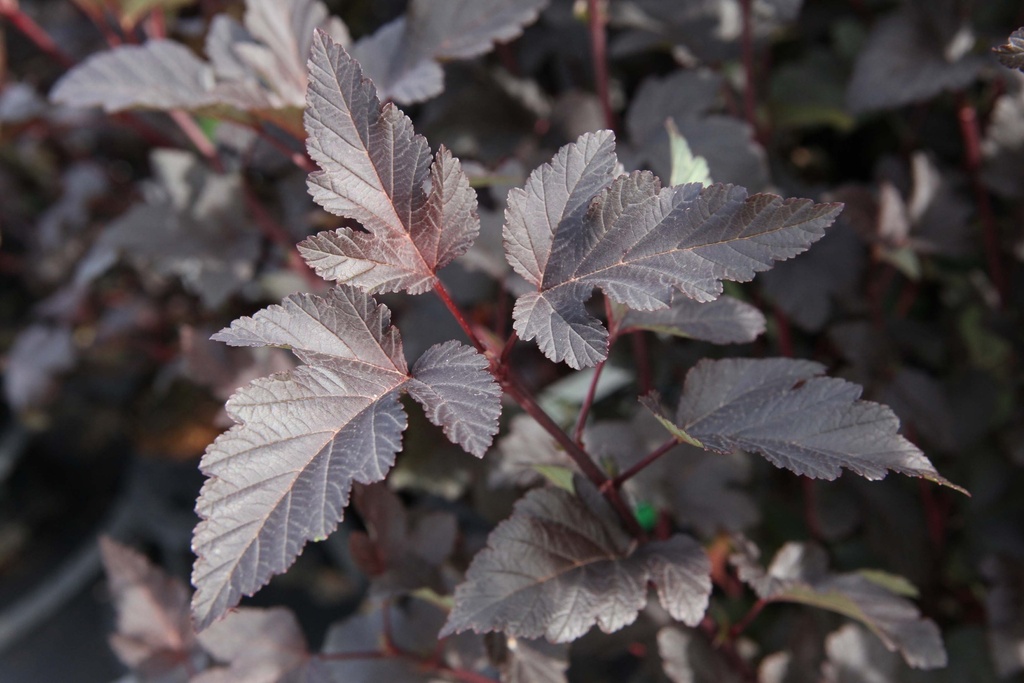 [PODI50C3] PHYSOCARPUS OPULIFOLIUS 'DIABOLO' (Pot 3 liter, 50-60 cm)