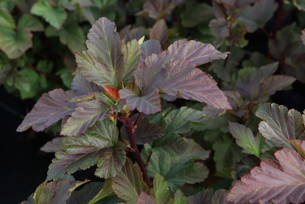 PHYSOCARPUS OPULIFOLIUS FIRST EDITIONS® AMBER JUBILEE®