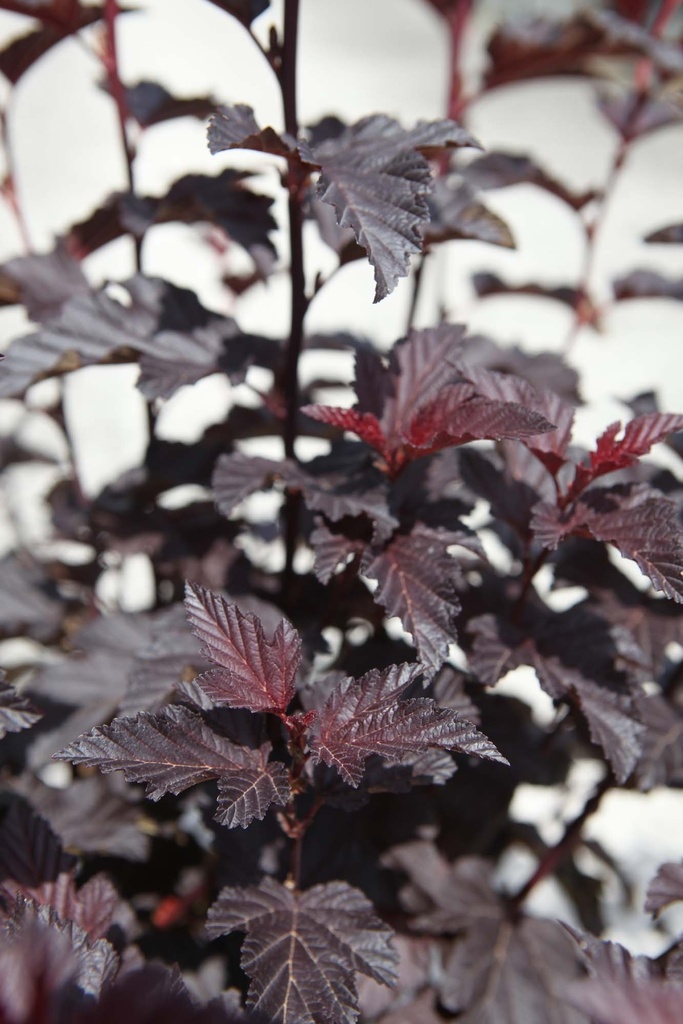 PHYSOCARPUS OPULIFOLIUS FIRST EDITIONS® 'FIRESIDE'