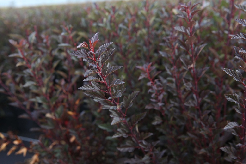 PHYSOCARPUS OPULIFOLIUS FIRST EDITIONS® LITTLE DEVIL®