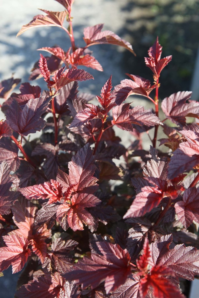 [POLIRE60C10] PHYSOCARPUS OPULIFOLIUS LADY IN RED (Pot 10 liter, 60-80 cm)