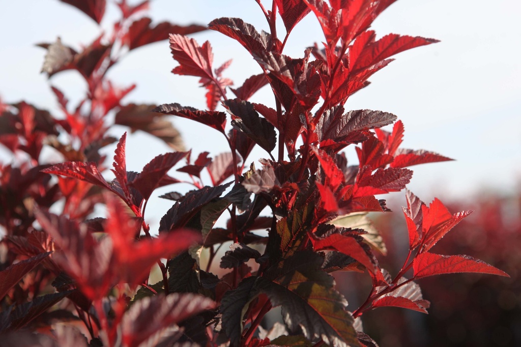 [POLAN60C10] PHYSOCARPUS OPULIFOLIUS LITTLE ANGEL (Pot 10 liter, 60-80 cm)