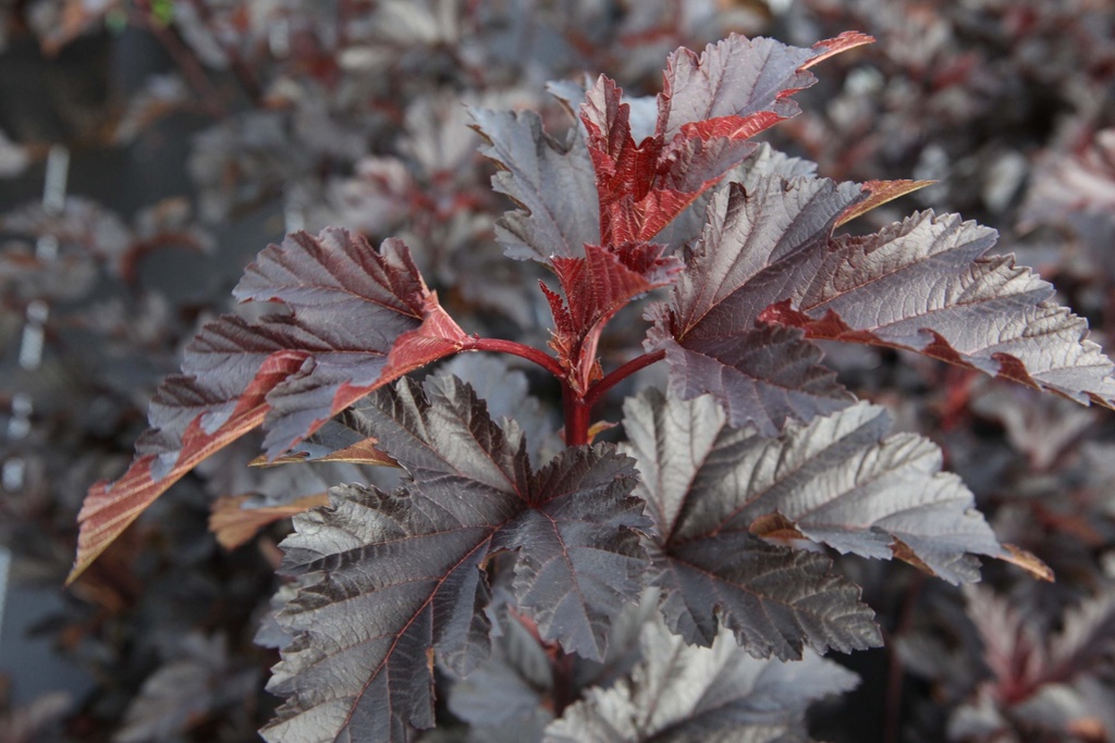 PHYSOCARPUS OPULIFOLIUS MIDNIGHT