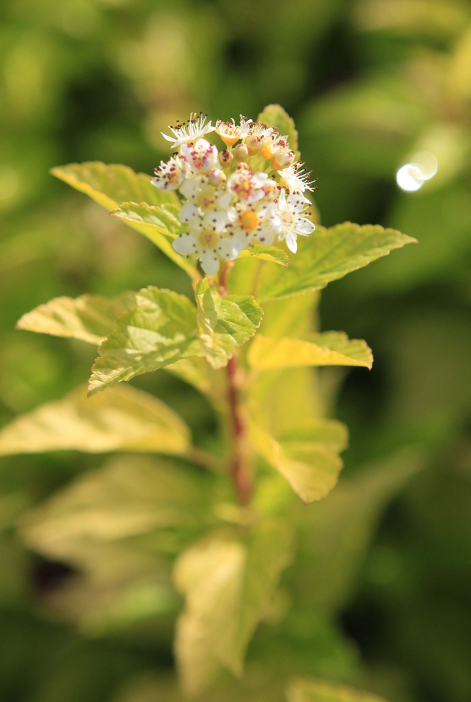 PHYSOCARPUS OPULIFOLIUS 'MINION'