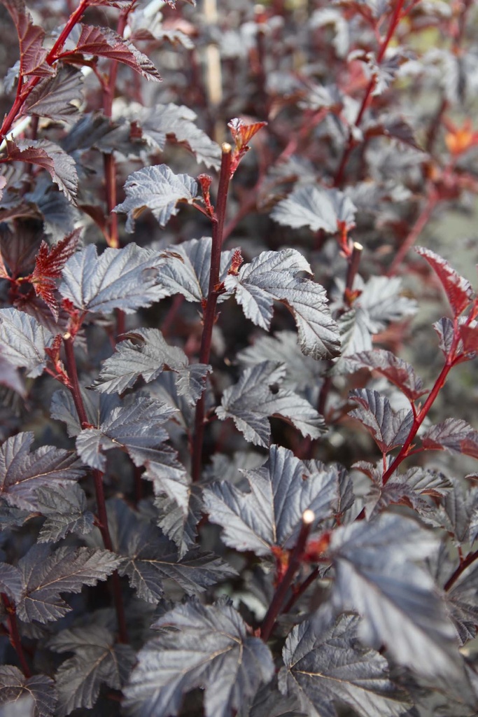 PHYSOCARPUS OPULIFOLIUS PROVEN WINNERS® SUMMER WINE BLACK