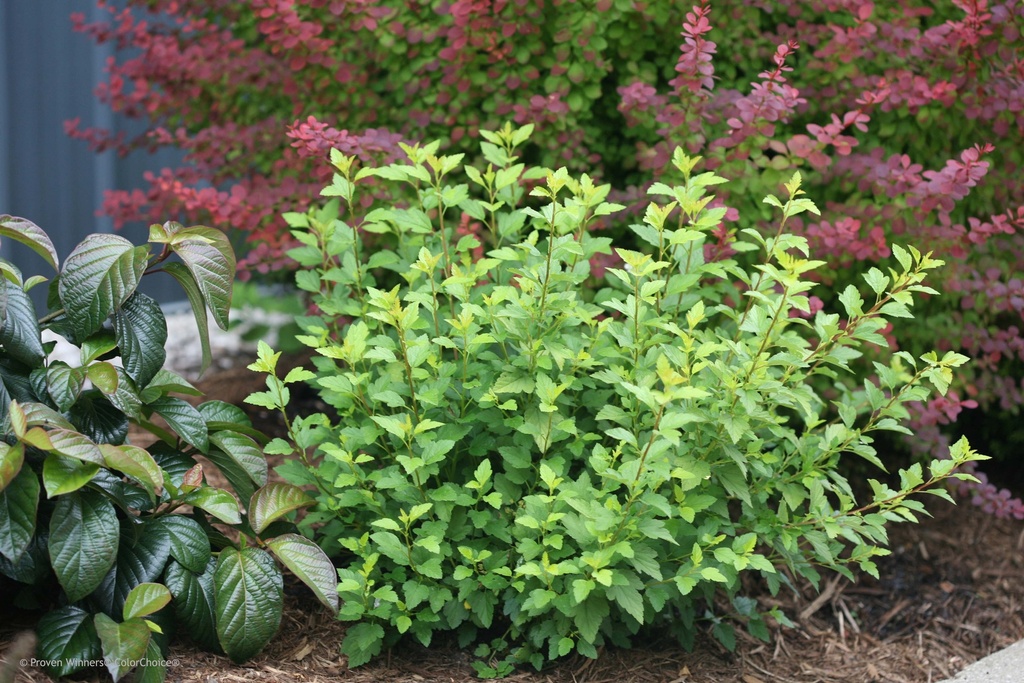 [xx] PHYSOCARPUS OPULIFOLIUS PROVEN WINNERS® TINY WINE GOLD (Pot 3 litres, 40-50 cm)