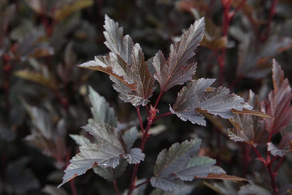 PHYSOCARPUS OPULIFOLIUS SUMMER WINE
