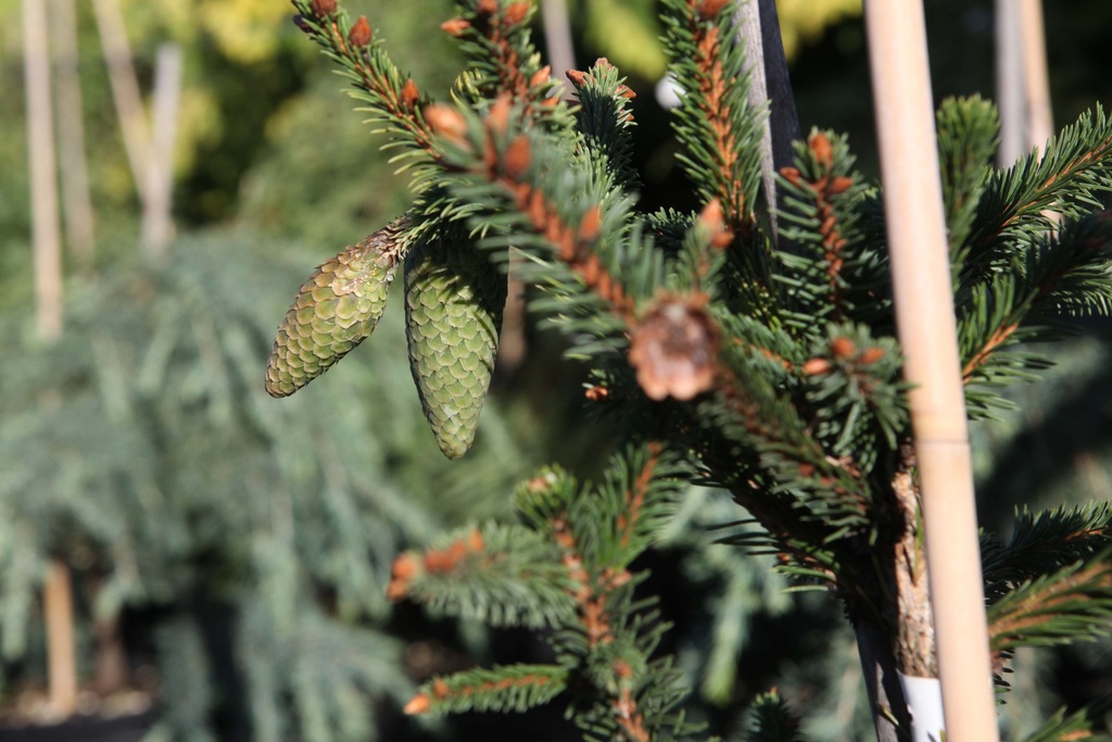 [xx] PICEA ABIES 'ACROCONA' (Pot 7 liter, 50-60 cm)