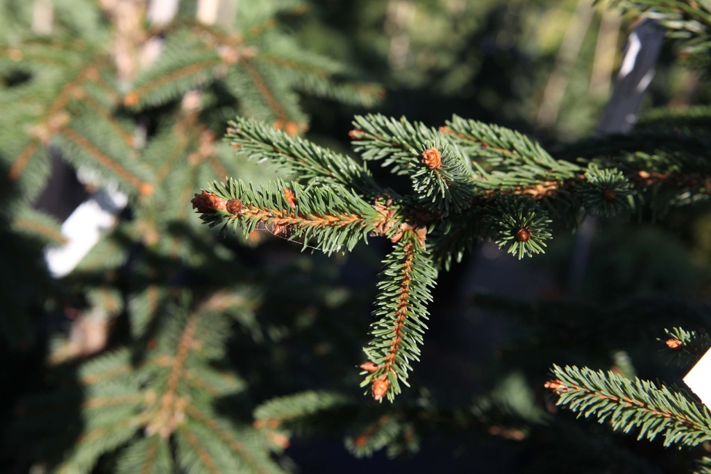 [xx] PICEA ABIES 'INVERSA' (Pot 7 liter, 60-80 cm)