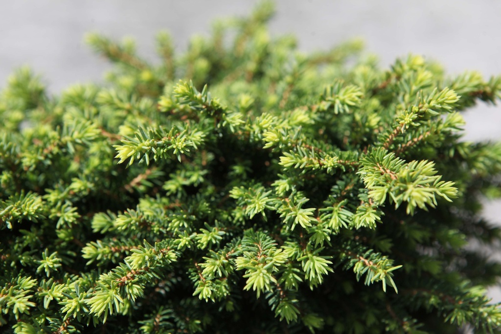 PICEA ABIES 'LITTLE GEM'
