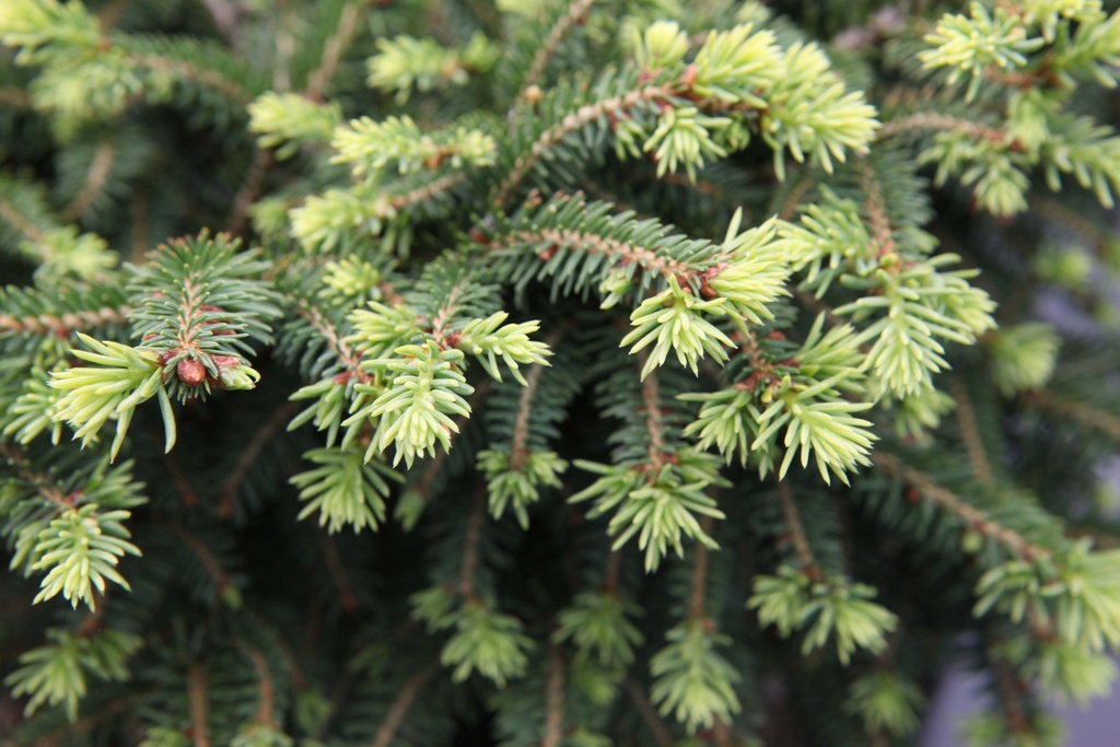 [xx] PICEA ABIES 'NIDIFORMIS' (Pot 3 litres, 20-25 cm)