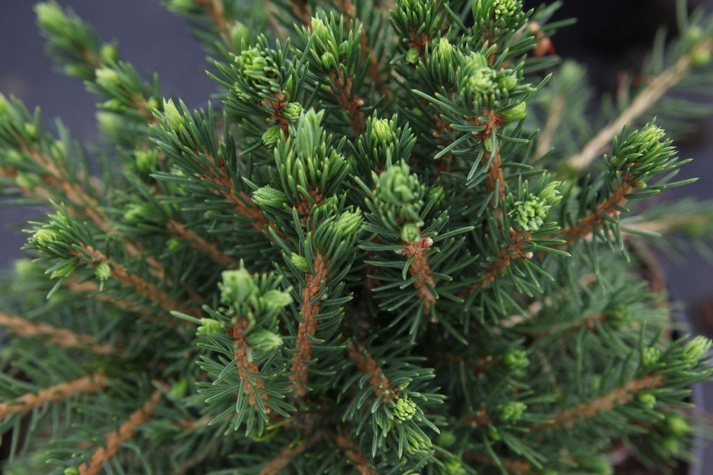 [xx] PICEA ABIES 'TOMPA' (Pot 2 litres, 15-20 cm)