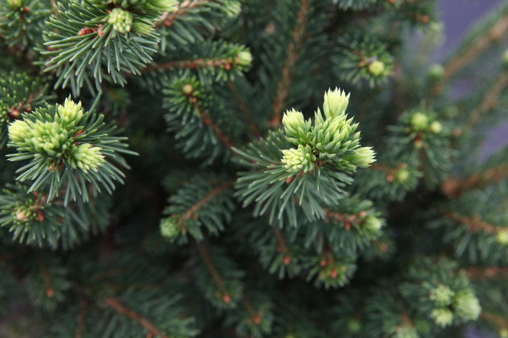 PICEA ABIES 'WILLS ZWERG'