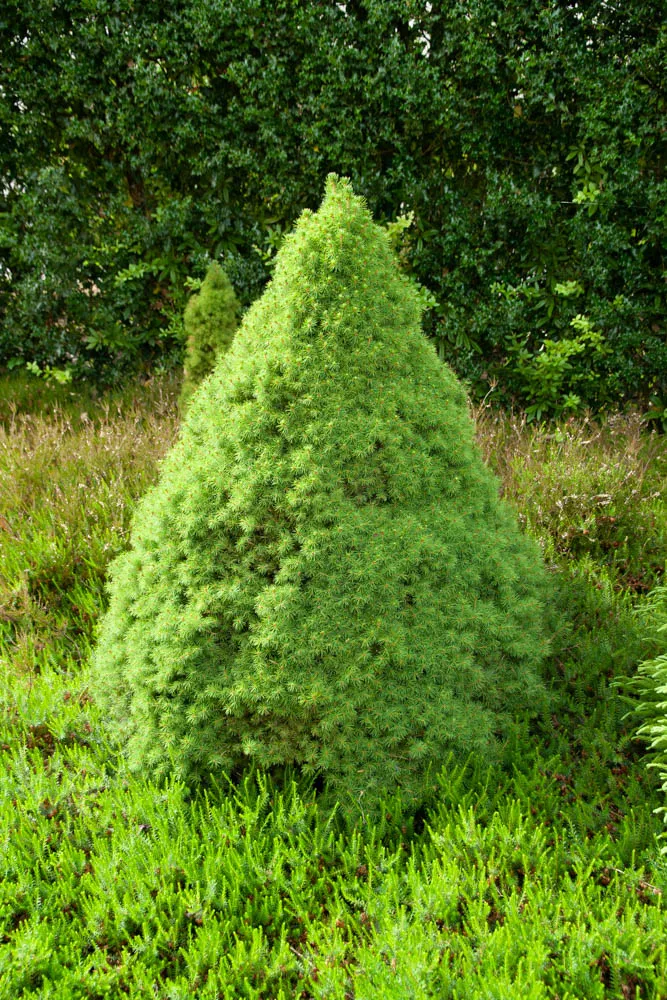 [PGCO100] PICEA GLAUCA 'CONICA' (Pot, 100-125 cm)