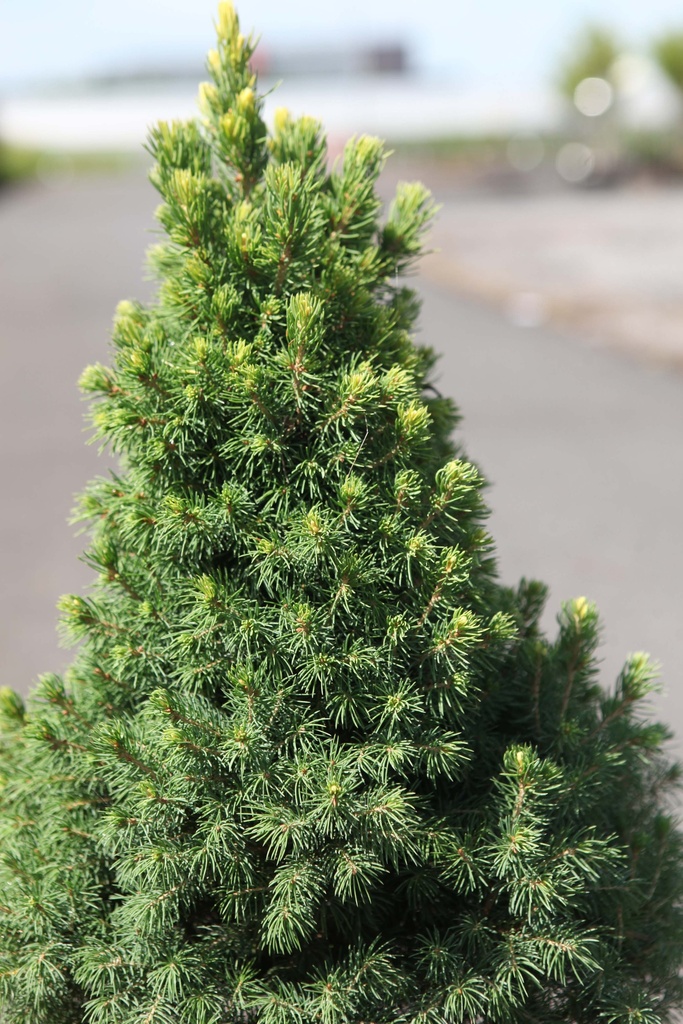 PICEA GLAUCA 'RAINBOW'S END'