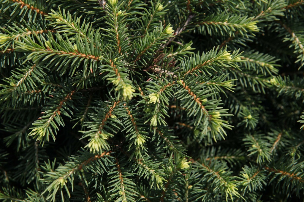 [POKA20] PICEA OMORIKA 'KAREL' (Pot 2 litres, 20-25 cm)