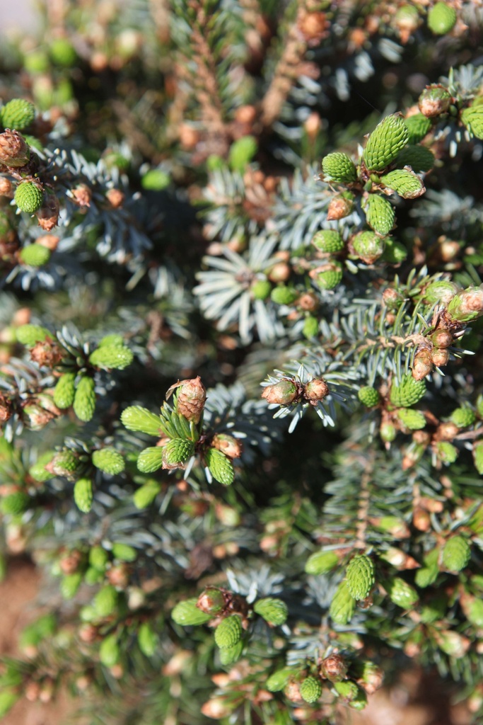 PICEA OMORIKA 'NANA'