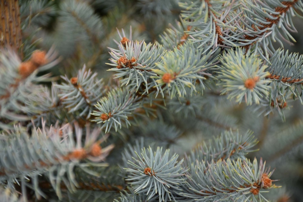 [xx] PICEA PUNGENS 'BLUE DIAMOND' (Pot 10 litres, 40-50 cm)