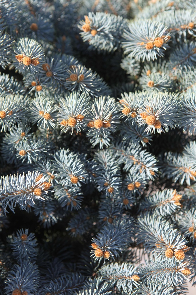 [xx] PICEA PUNGENS 'GLAUCA GLOBOSA' (Pot 5 liter, 40 cm stam)