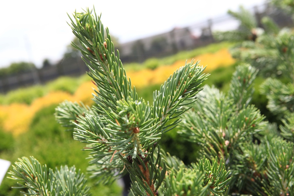 [xx] PICEA PUNGENS 'LUCKY STRIKE' (Pot 5 litres, 30-40 cm)