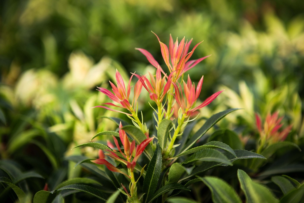 PIERIS 'FOREST FLAME'