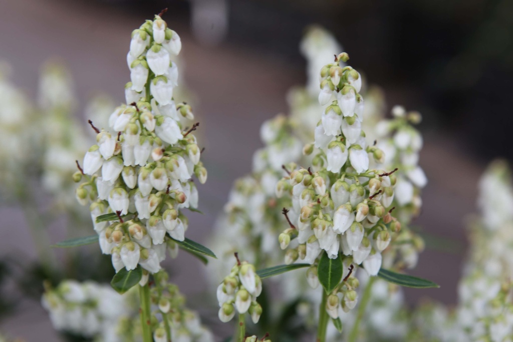 PIERIS JAPONICA 'DEBUTANTE'