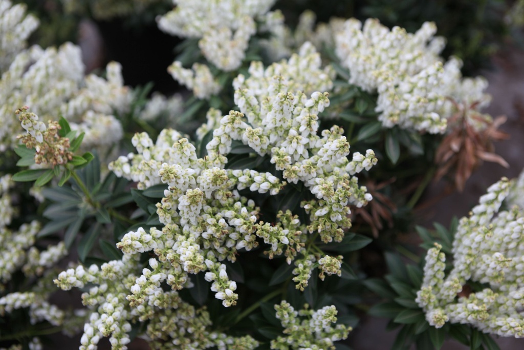 [xx] PIERIS JAPONICA 'DEBUTANTE' (Pot, 60-80 cm)