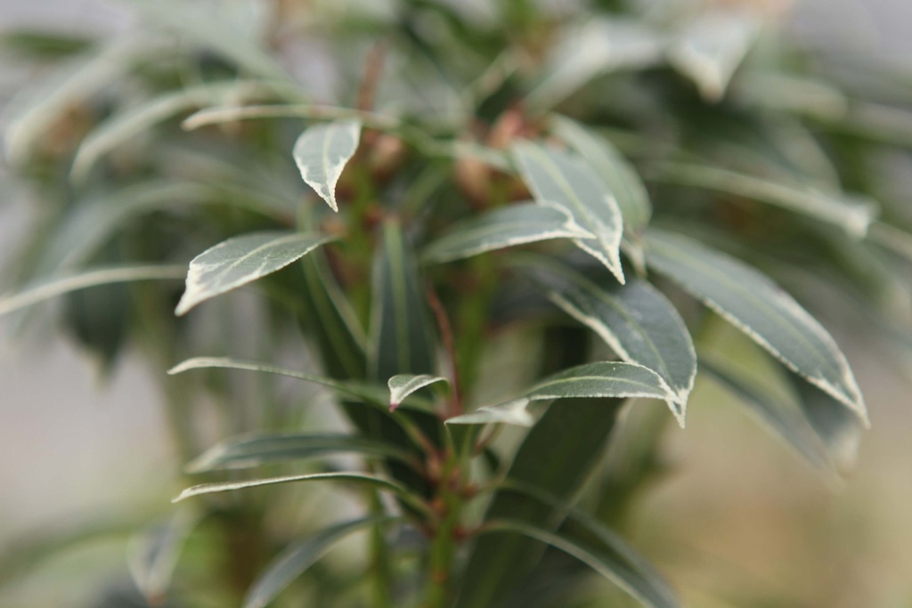 [PFSI60] PIERIS JAPONICA 'FLAMING SILVER' (Pot, 60-80 cm)