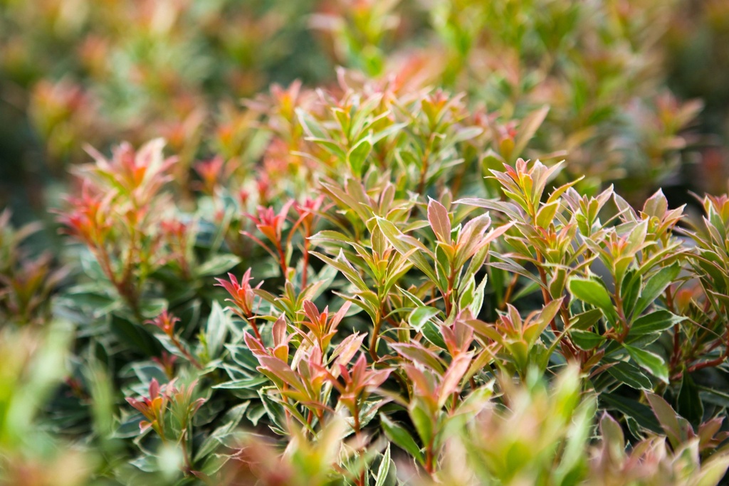 PIERIS JAPONICA 'LITTLE HEATH'